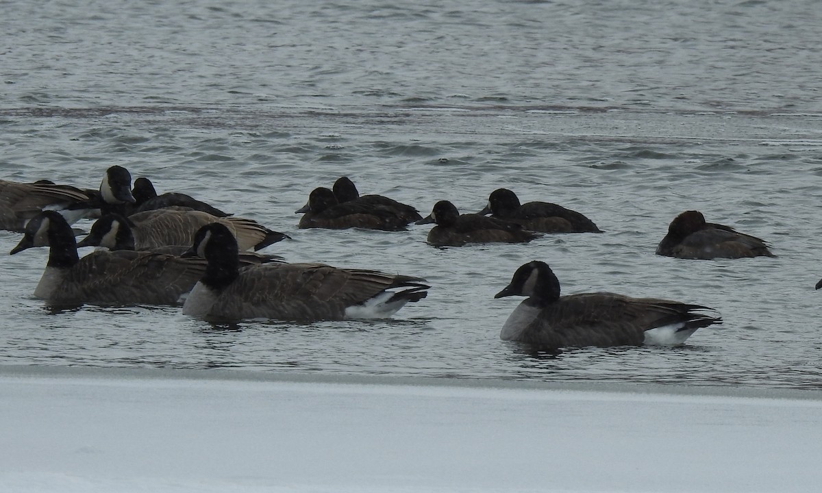Greater Scaup - ML504617761