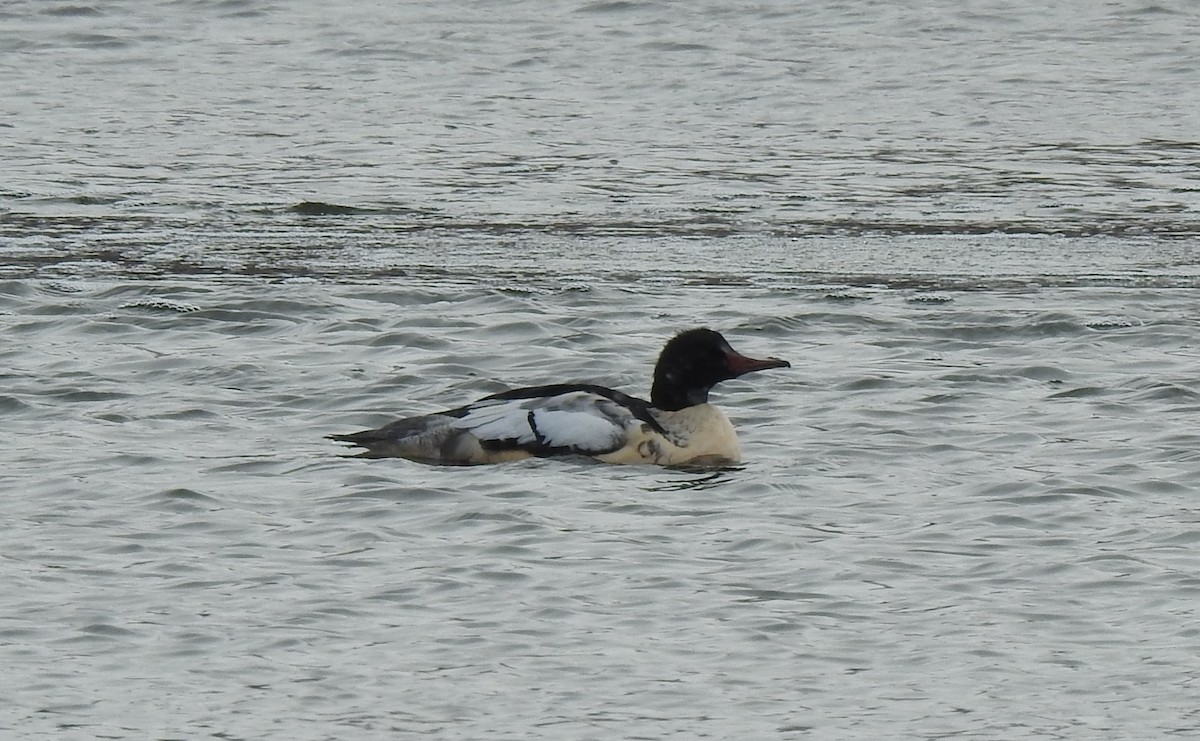 Common Merganser - ML504617841