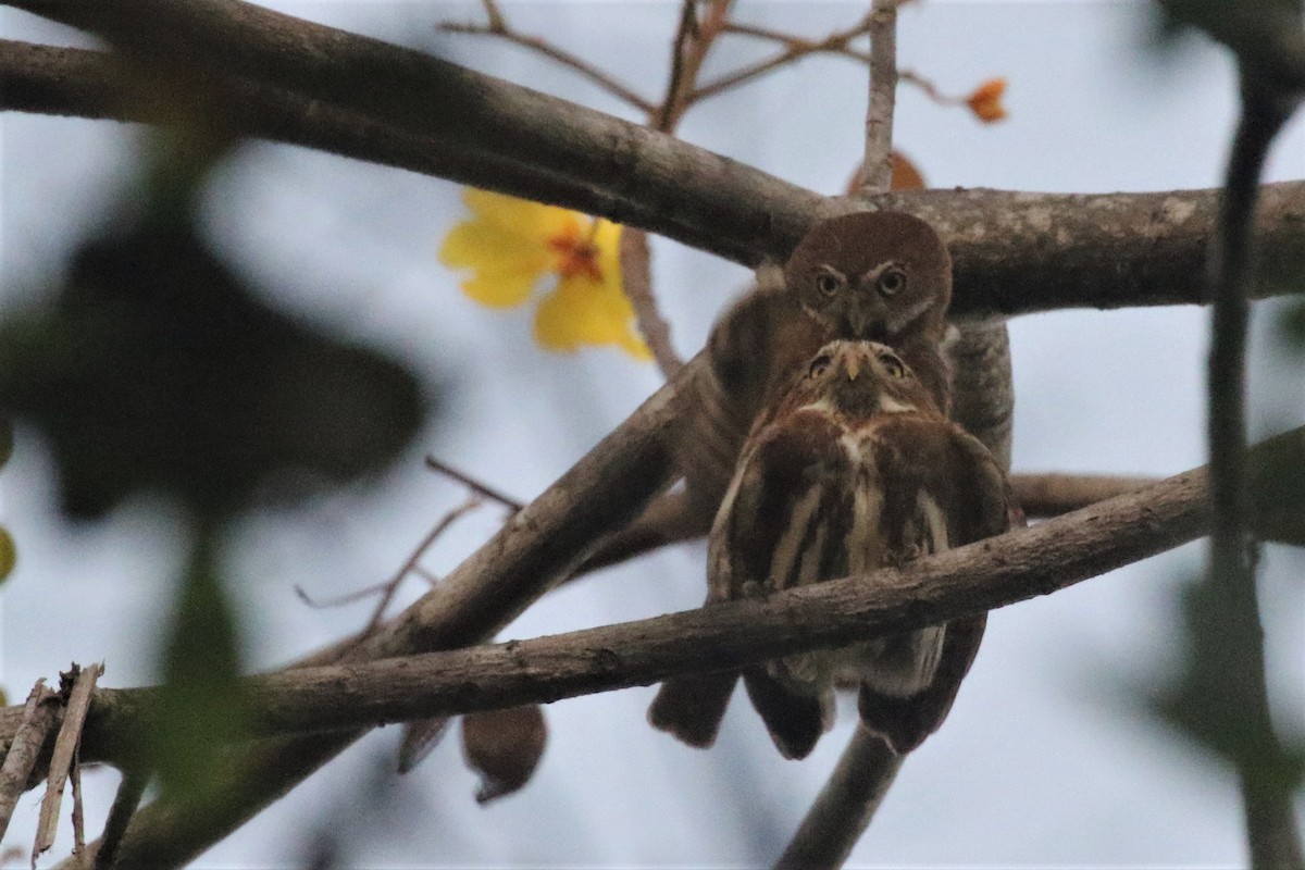 Ferruginous Pygmy-Owl - ML504618061