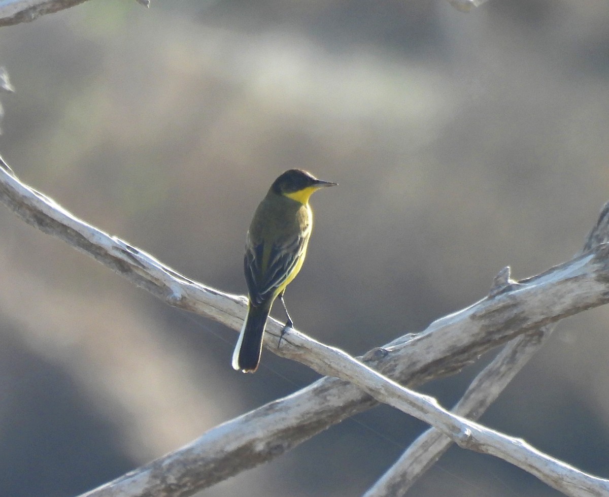 Western Yellow Wagtail - ML504618551