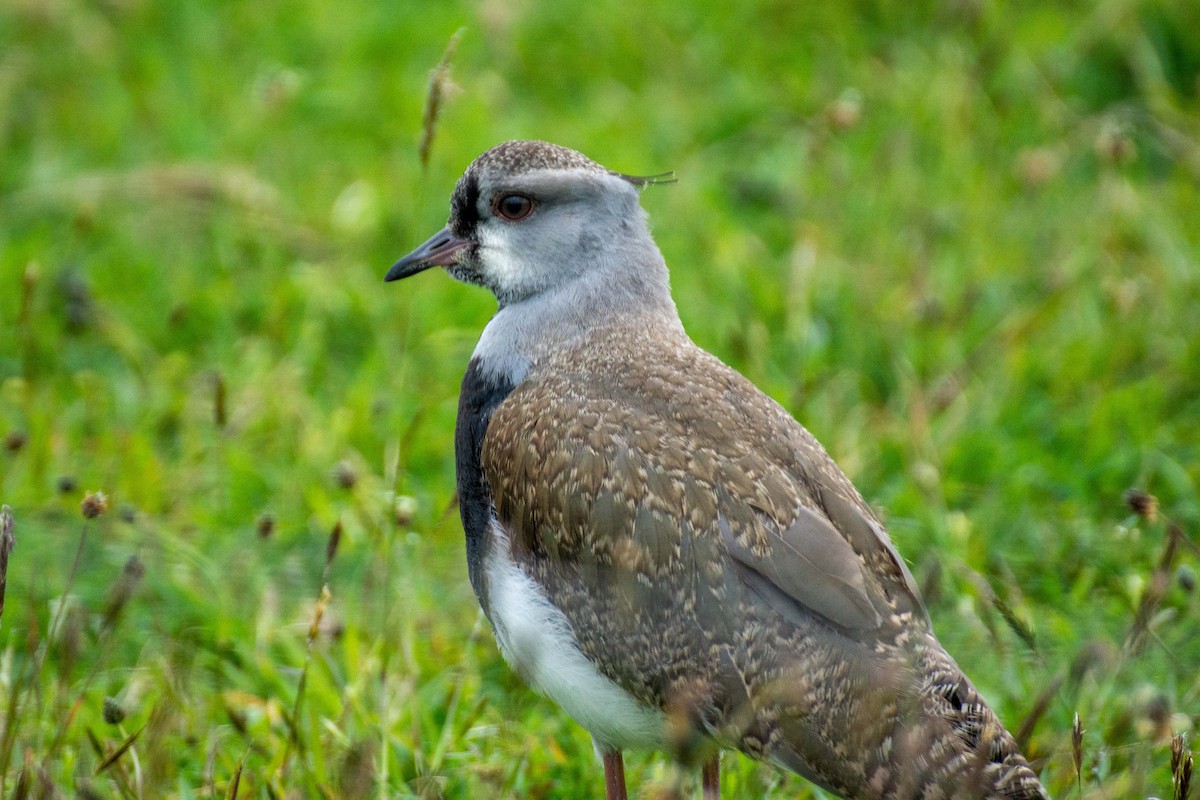 Southern Lapwing - ML504621811