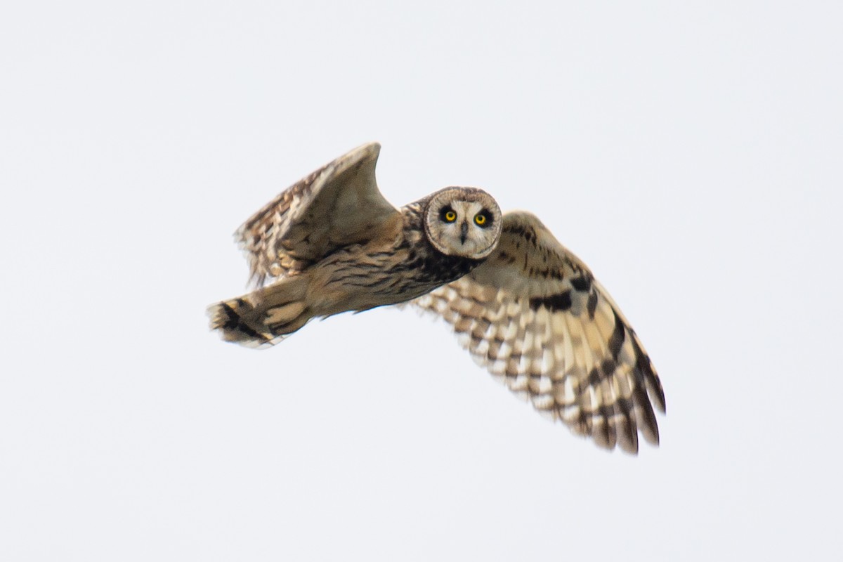 Short-eared Owl - ML504621981