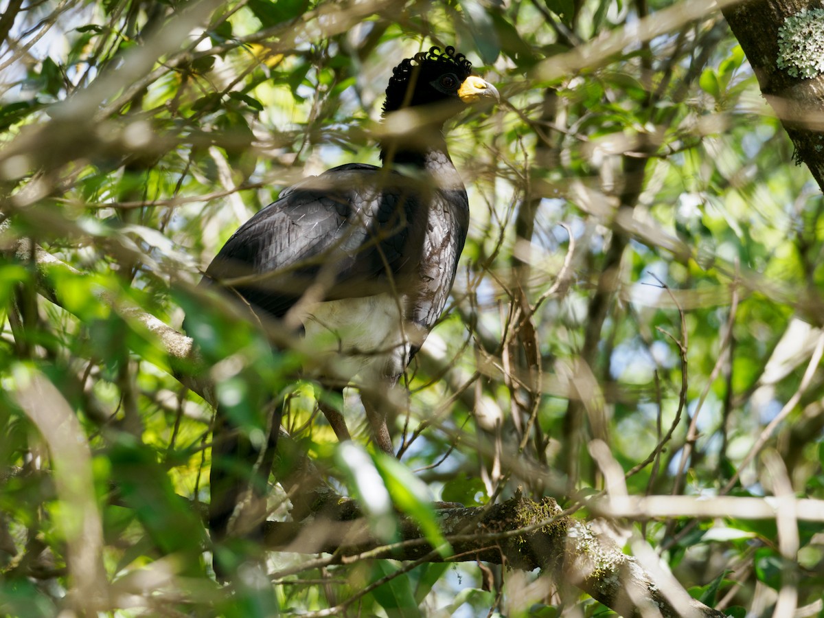 Bare-faced Curassow (Bare-faced) - ML504622381