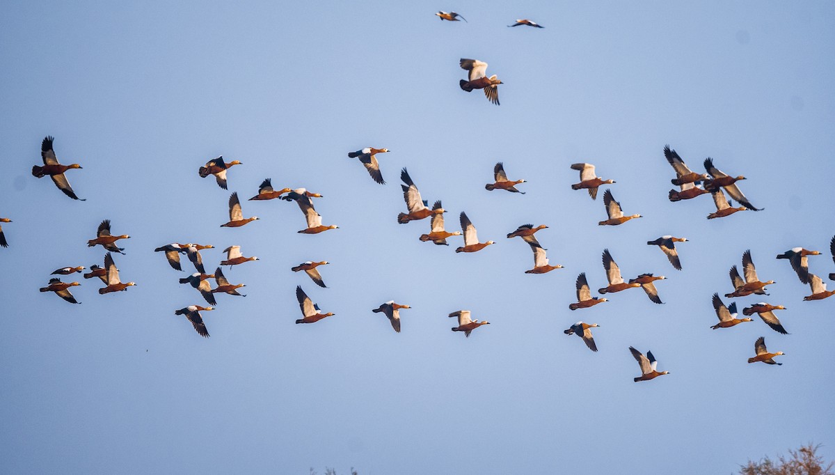 Ruddy Shelduck - ML504626351