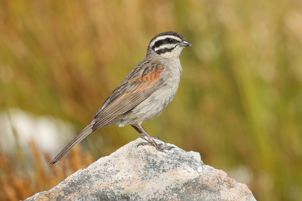 Cape Bunting - Daniel Engelbrecht - Birding Ecotours
