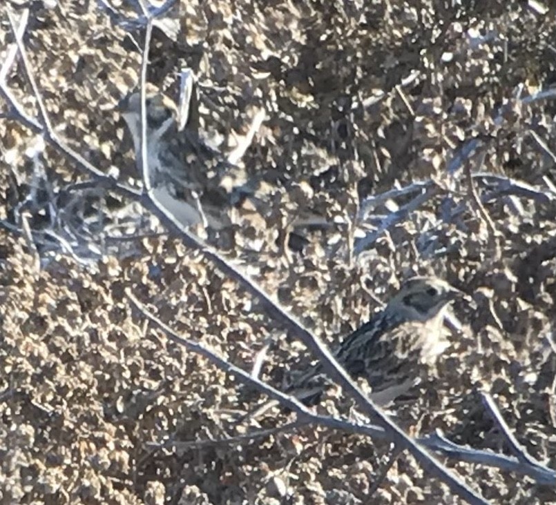 Lapland Longspur - ML504627701