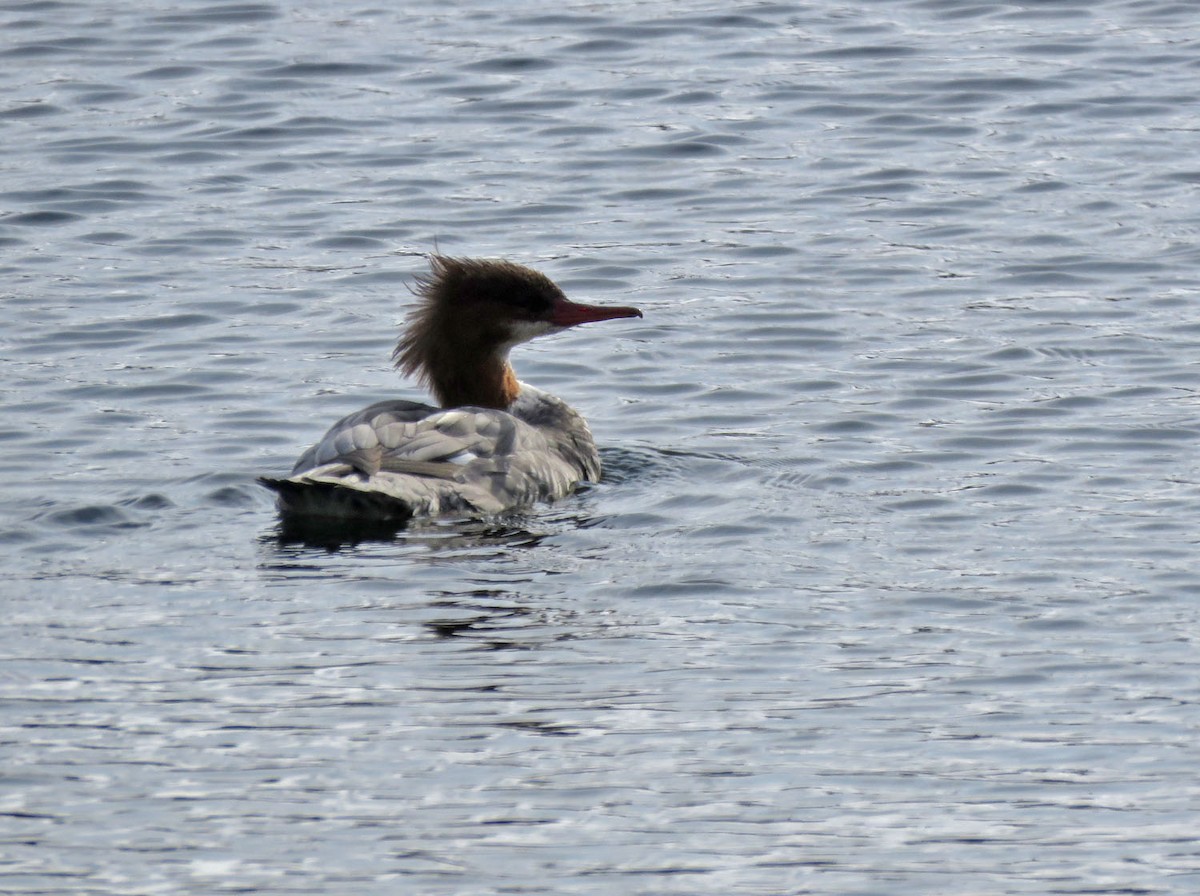 Common Merganser - ML504628681