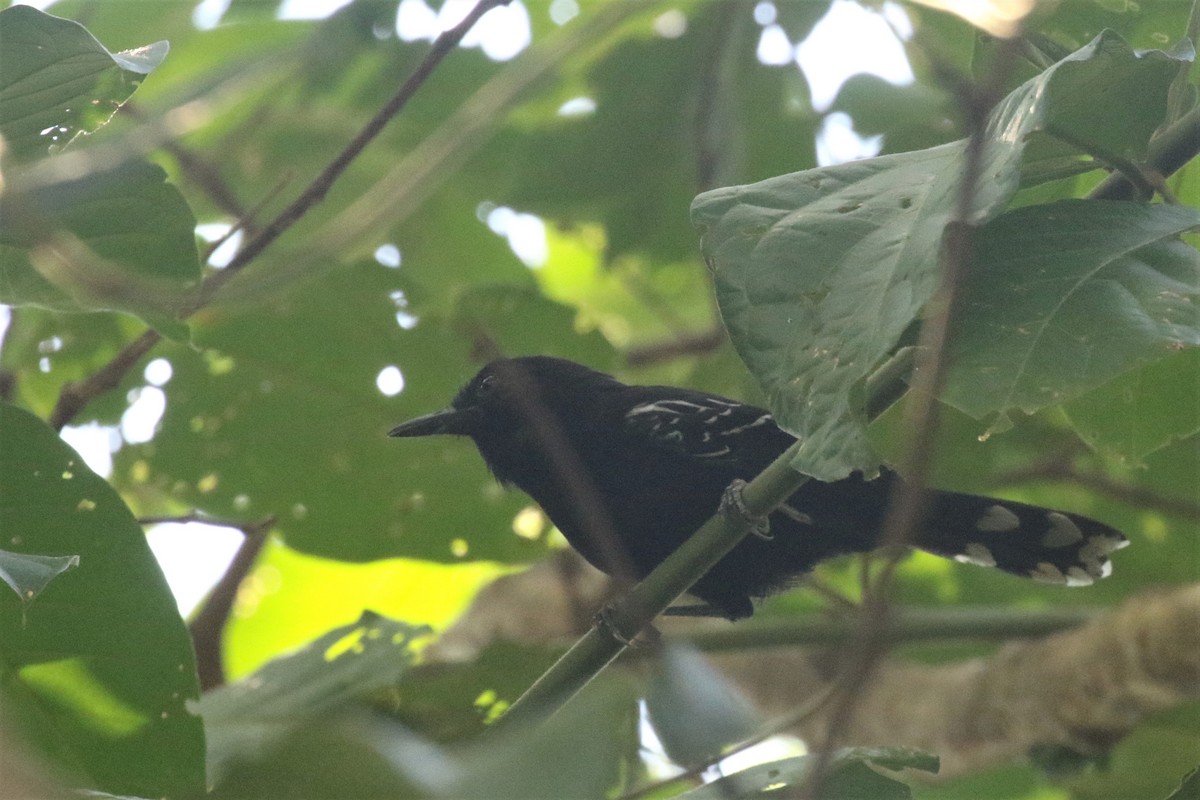 Bananal Antbird - ML504631841