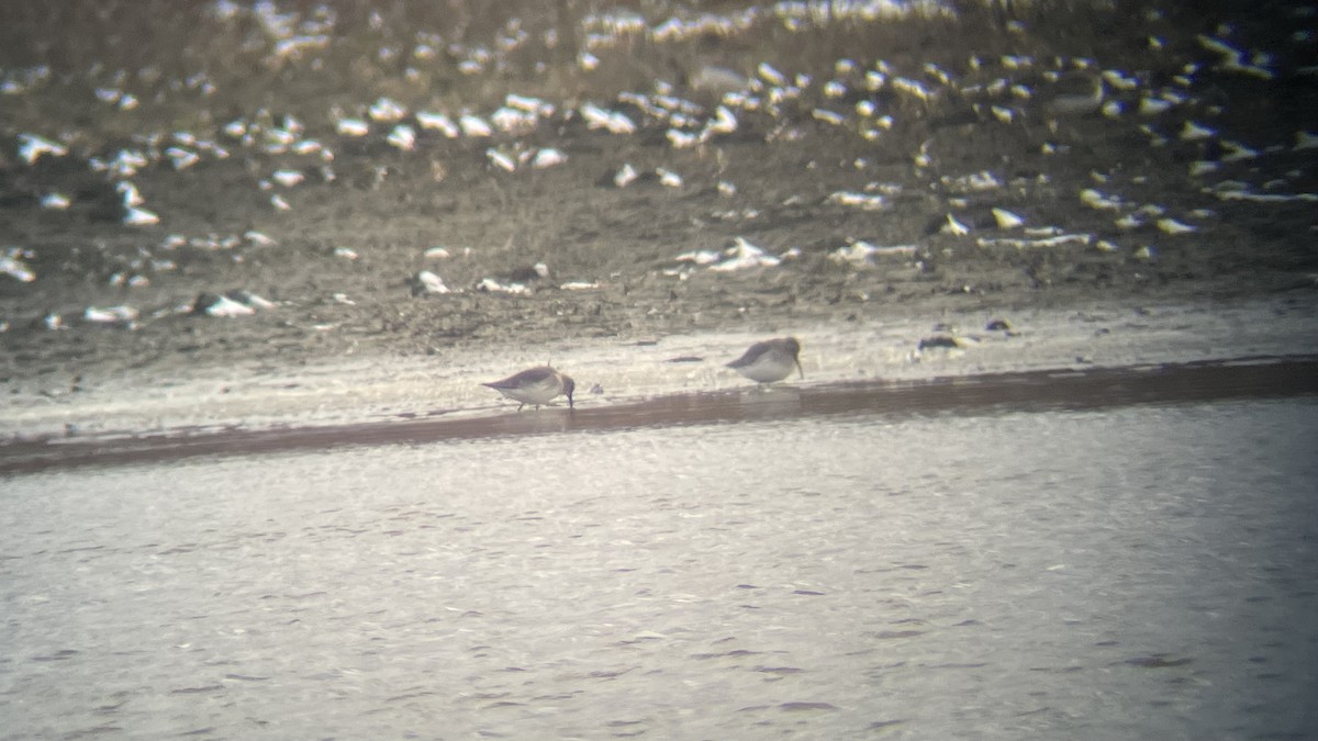 Dunlin - ML504633161