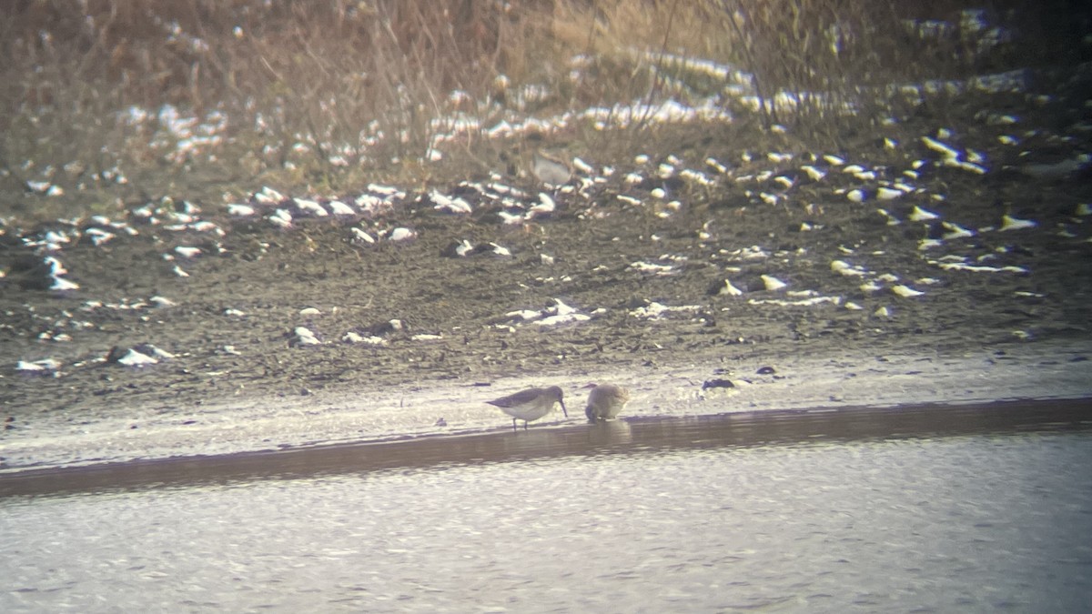 Dunlin - ML504633171