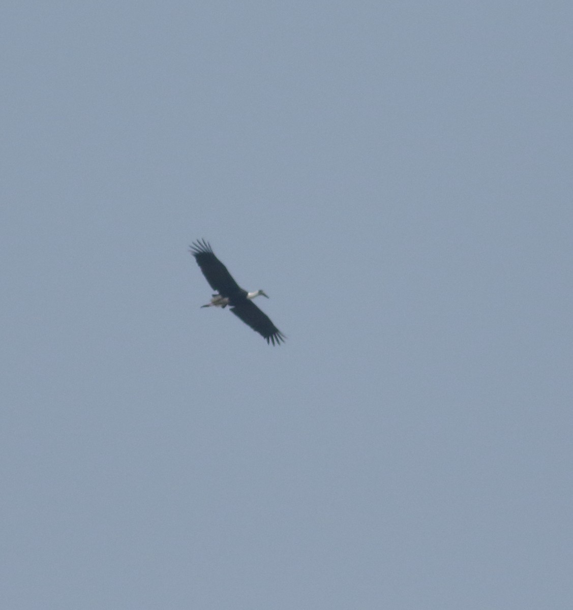 Asian Woolly-necked Stork - Savio Fonseca (www.avocet-peregrine.com)