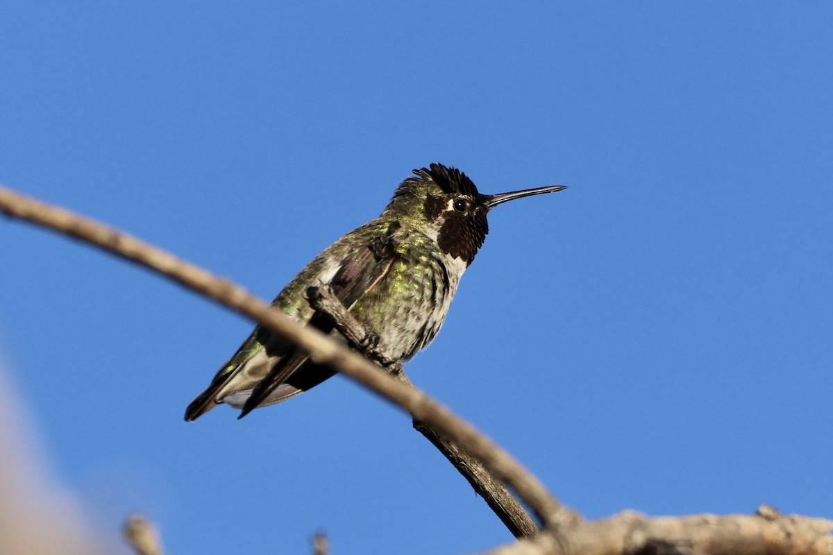 Anna's Hummingbird - ML504634911