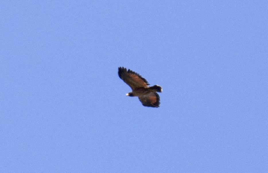 Rufous Crab Hawk - ML504637111