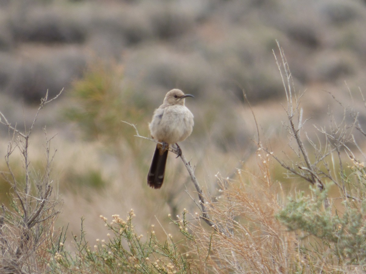 LeConte's Thrasher (LeConte's) - Rich Bayldon