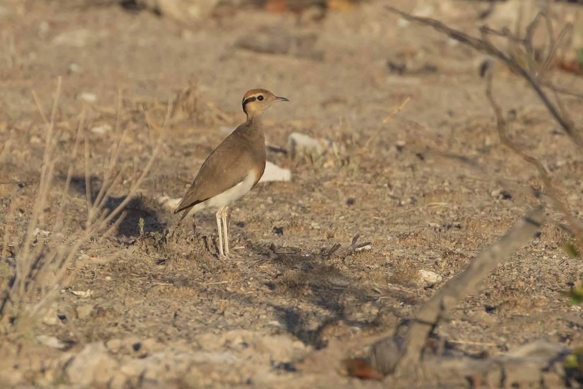 Temminck's Courser - ML504638931