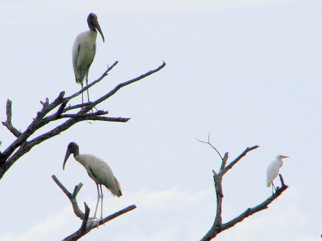 Wood Stork - ML504640131