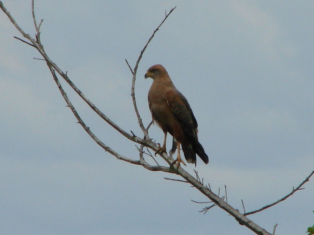 Savanna Hawk - Peter Bono