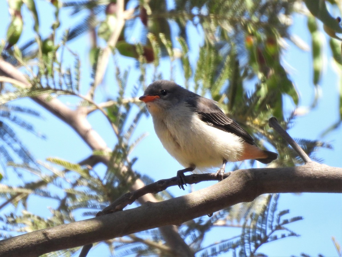 Mistletoebird - ML504642491