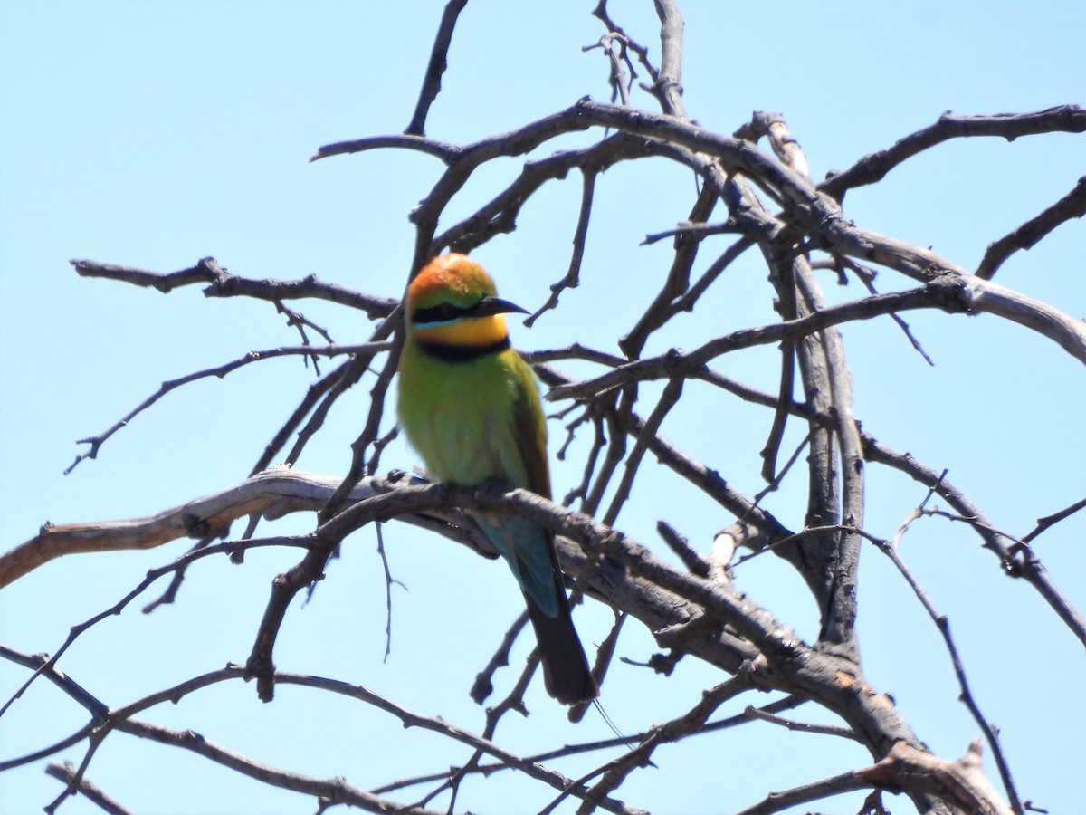 Rainbow Bee-eater - ML504642741