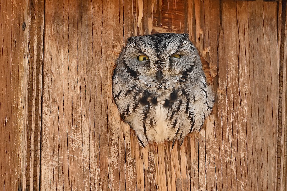 Western Screech-Owl - Bill Schneider