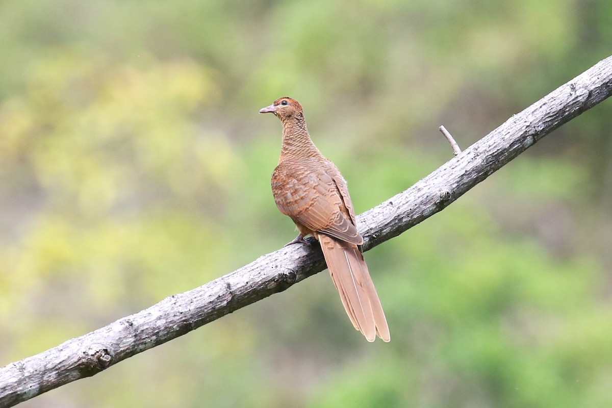 Timor Cuckoo-Dove - Charles Davies