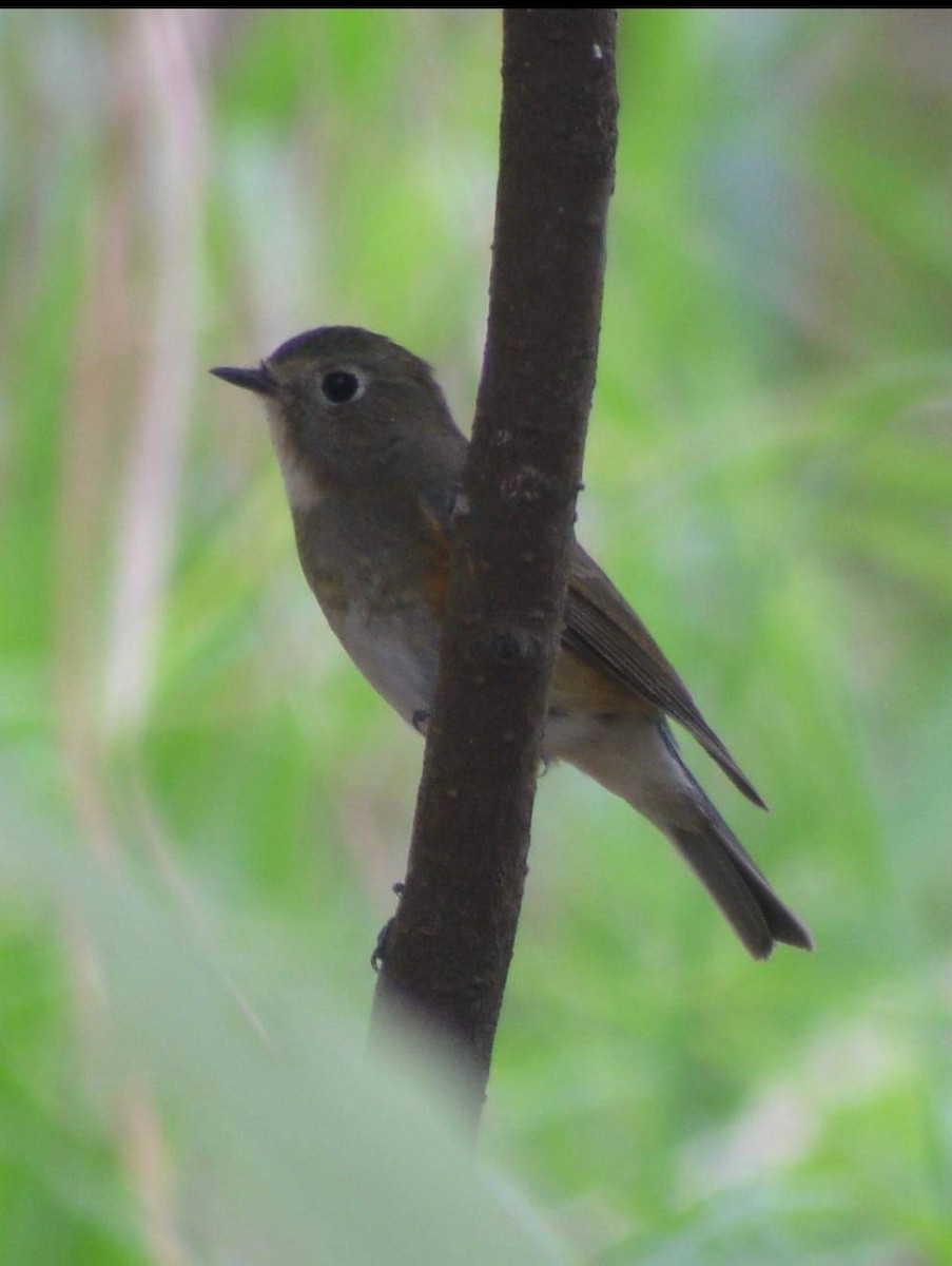 Red-flanked Bluetail - Sze On Ng (Aaron)