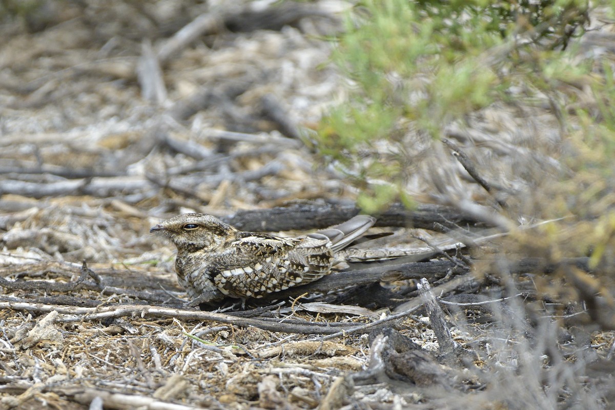 Scissor-tailed Nightjar - ML504646871