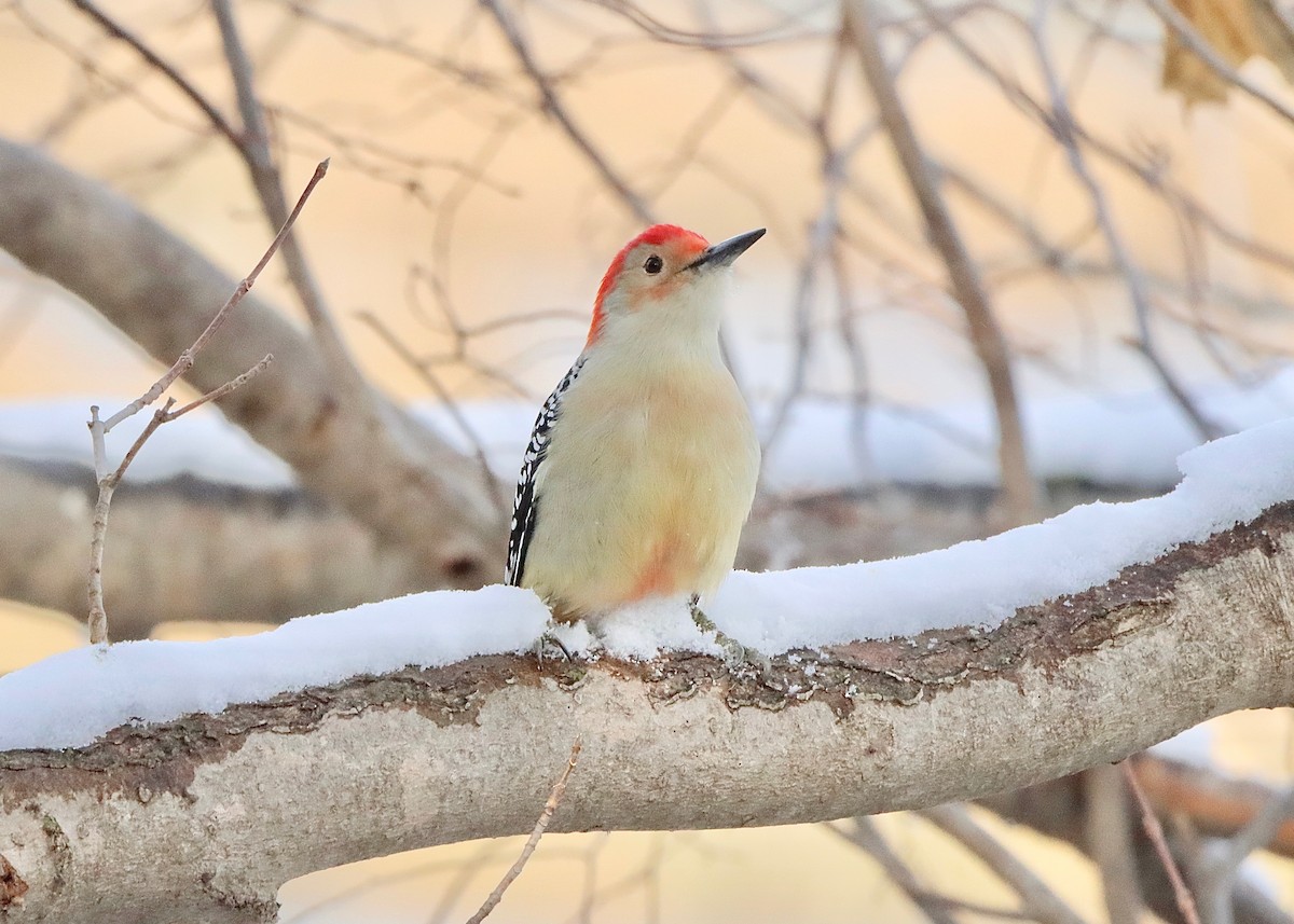 Red-bellied Woodpecker - Stephen Taylor