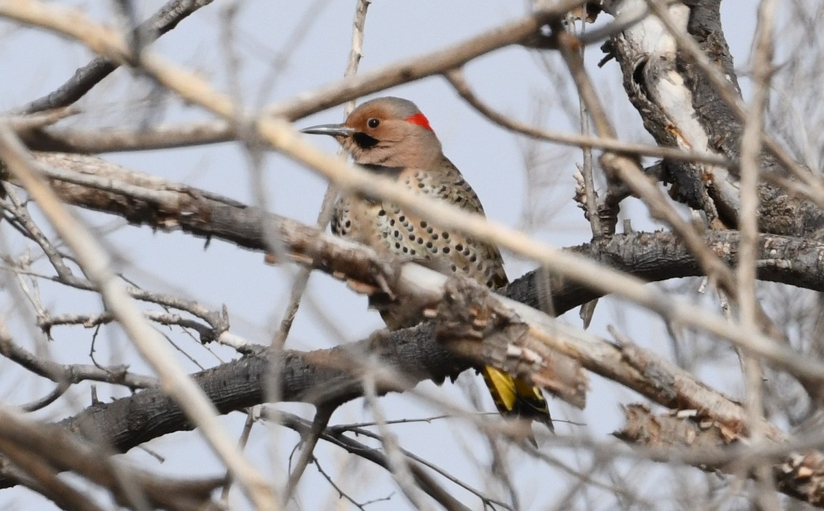 Northern Flicker (Yellow-shafted) - ML504648081