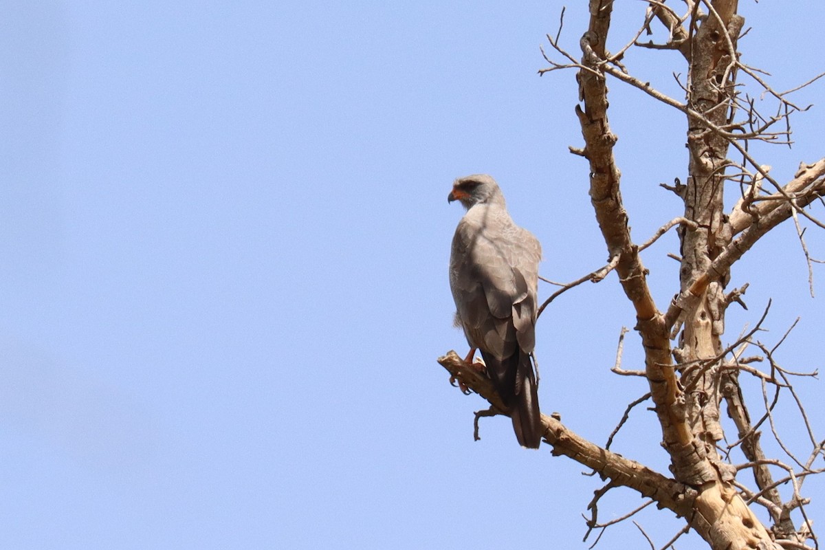 Dark Chanting-Goshawk - ML504648251