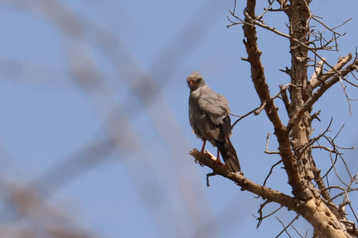 Dark Chanting-Goshawk - ML504648261