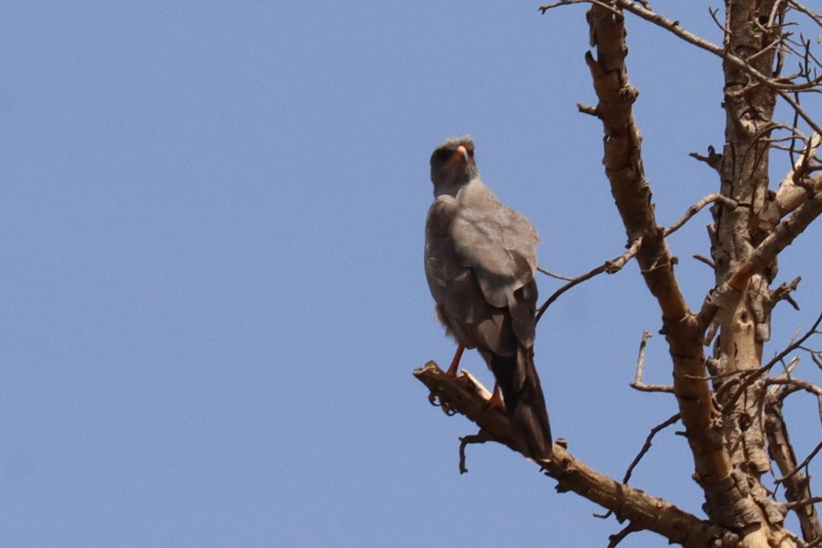 Dark Chanting-Goshawk - ML504648281