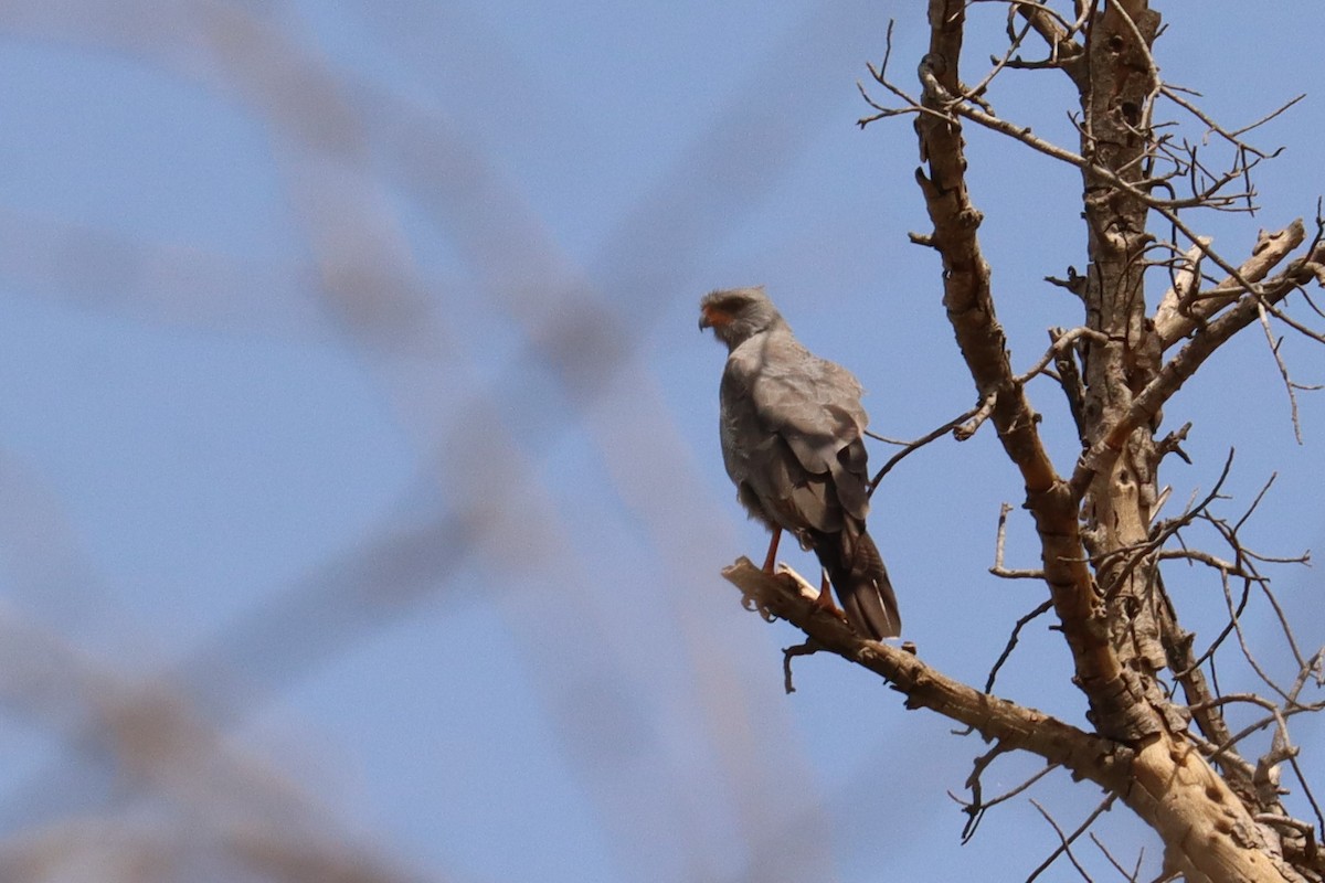 Dark Chanting-Goshawk - ML504648291