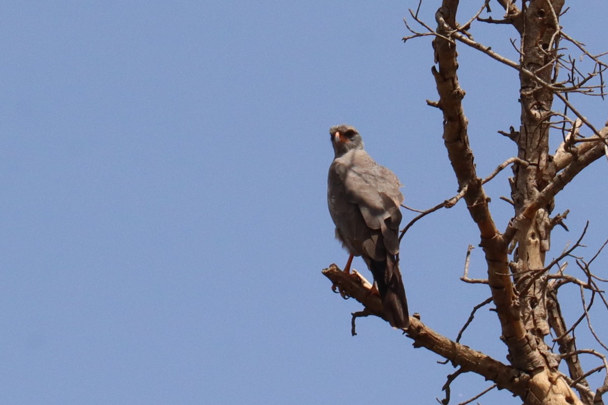 Dark Chanting-Goshawk - ML504648301