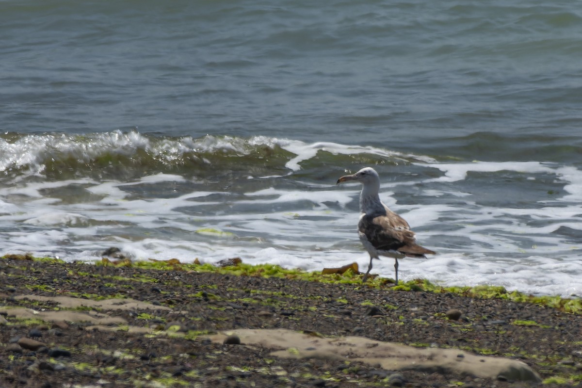 Kelp Gull - Silvio Montani