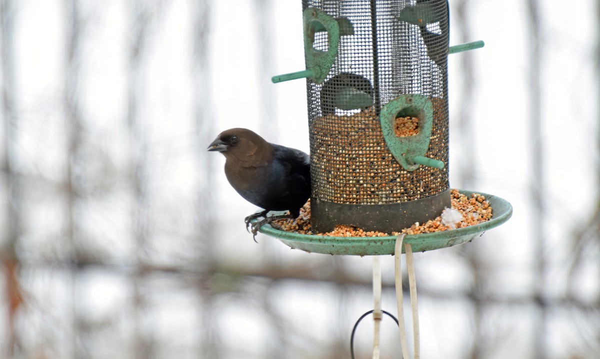 Brown-headed Cowbird - ML504650281