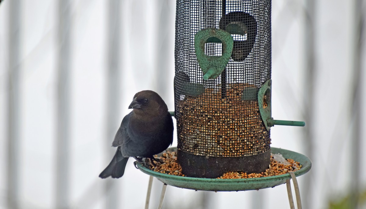 Brown-headed Cowbird - ML504650291