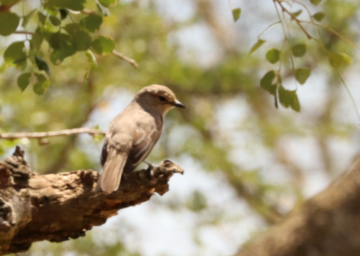 African Gray Flycatcher - ML504651081