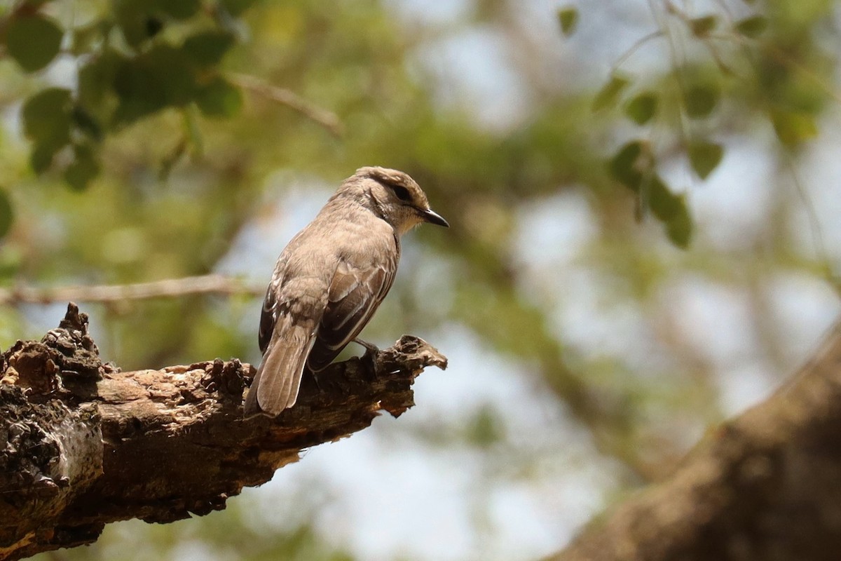African Gray Flycatcher - ML504651091