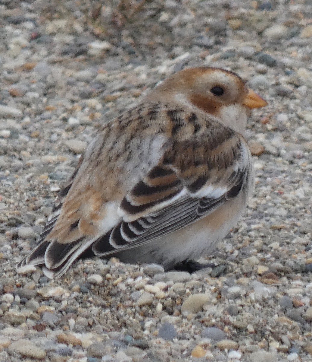 Snow Bunting - Darrell Hance