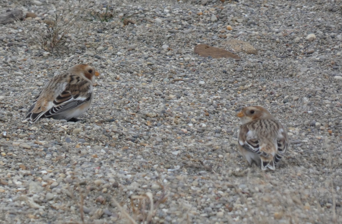 Snow Bunting - ML504651351