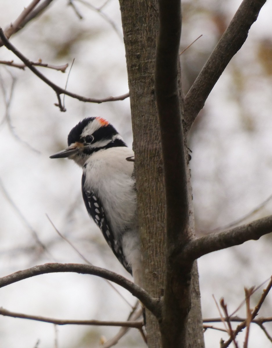 Hairy Woodpecker - ML504651921