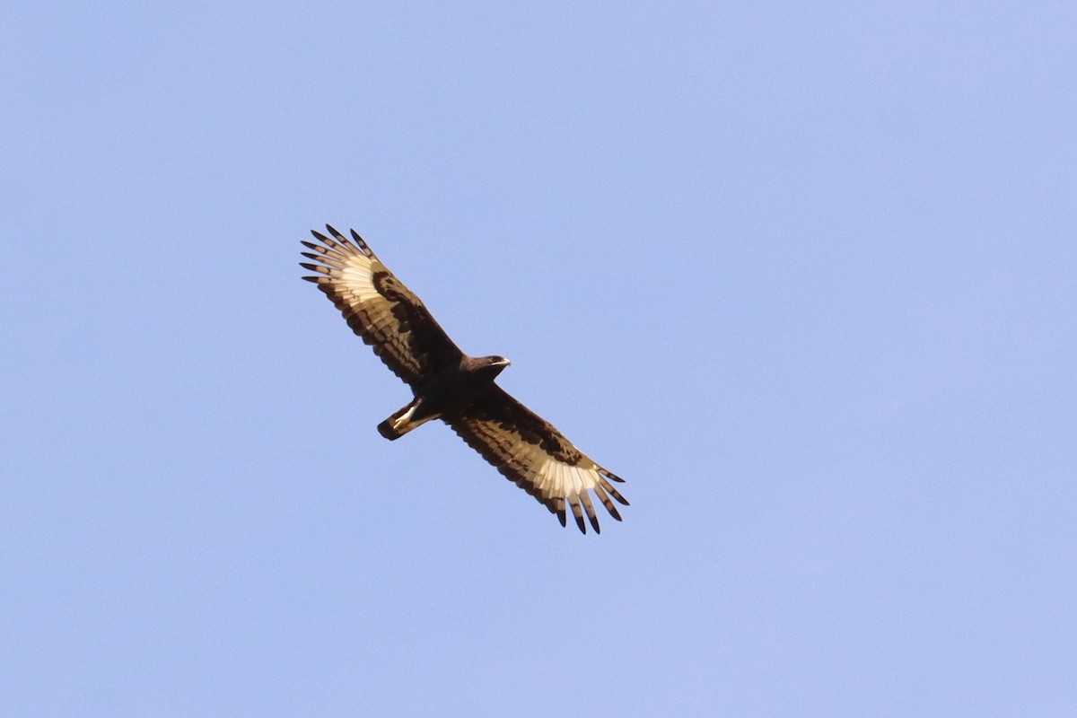 Long-crested Eagle - ML504652091