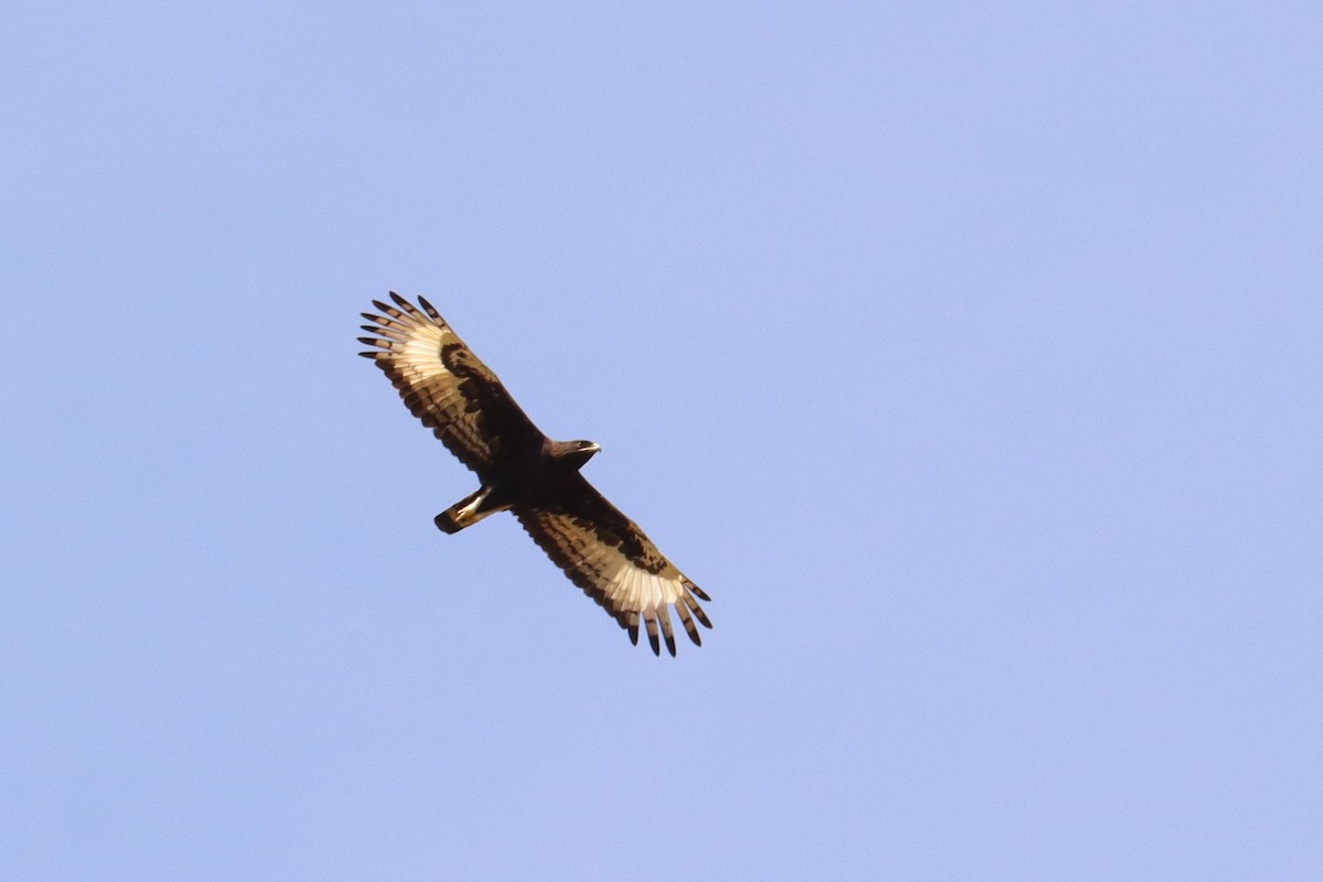 Long-crested Eagle - ML504652101