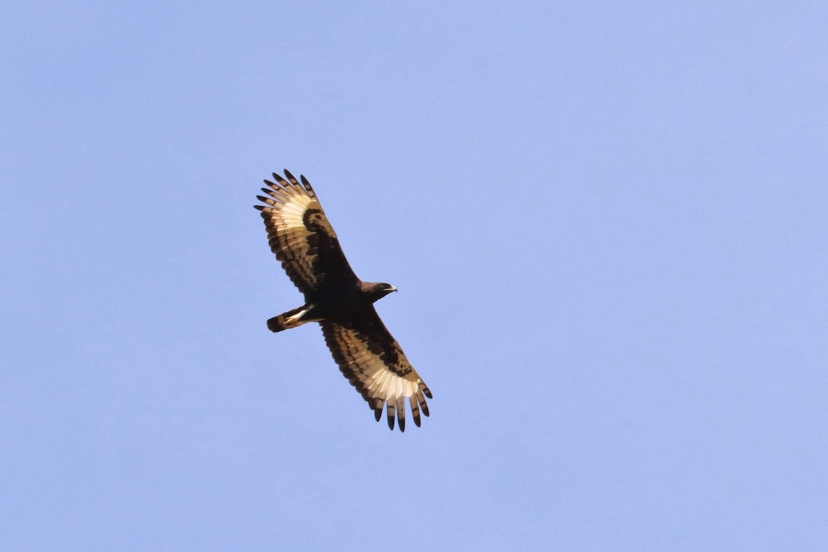 Long-crested Eagle - ML504652111