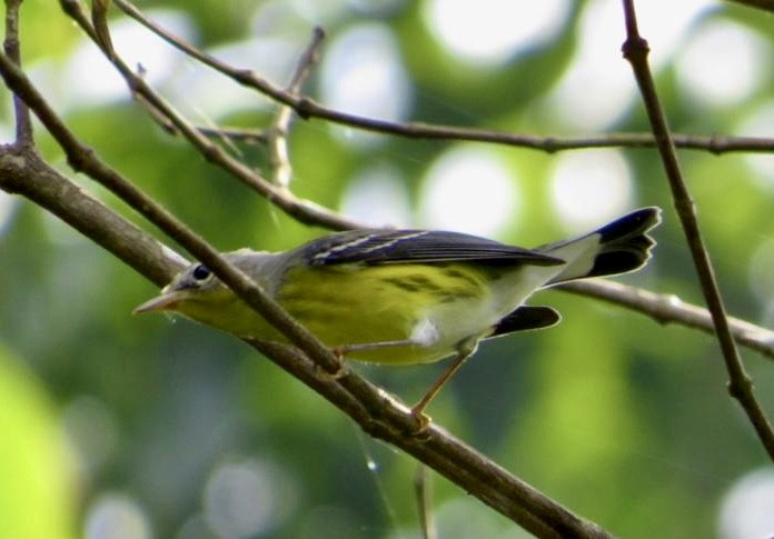 Magnolia Warbler - Carlos Sanguinetti