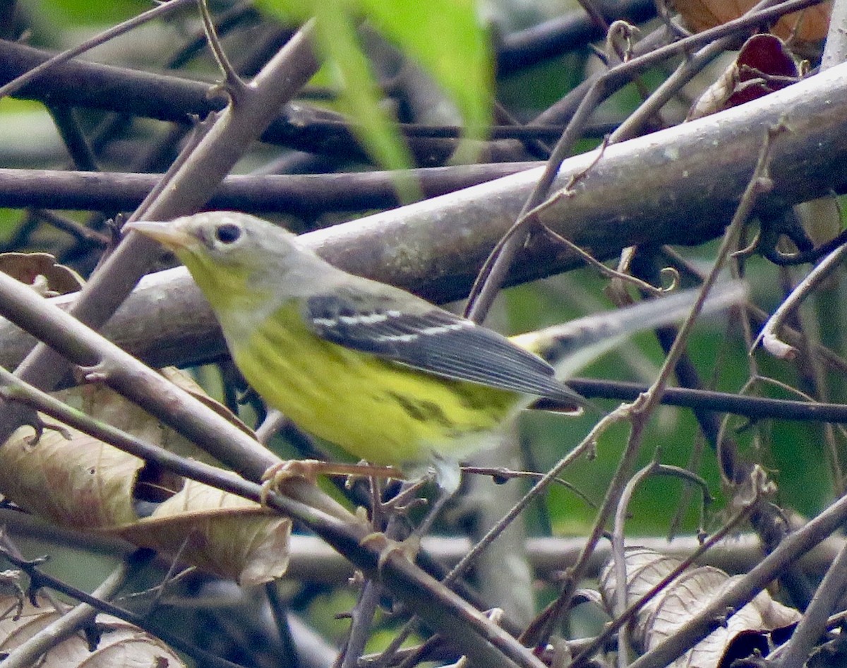 Magnolia Warbler - Carlos Sanguinetti