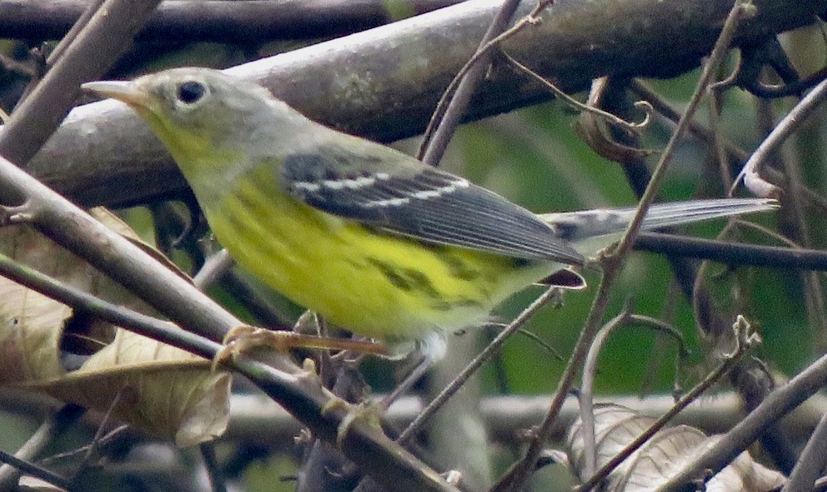 Magnolia Warbler - Carlos Sanguinetti