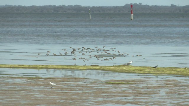 Curlew Sandpiper - ML504653141