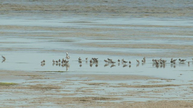 Curlew Sandpiper - ML504653231